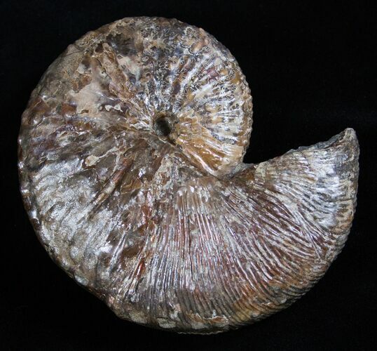 Inch Jeletzkytes Comprimus Ammonite Fossil #2063